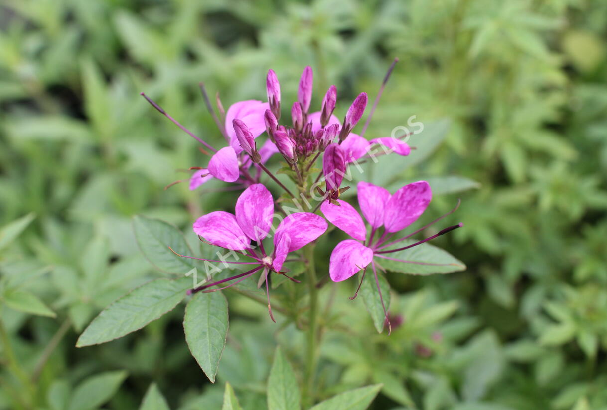 Luštěnice 'Clio Magenta' - Cleome hybrida 'Clio Magenta'