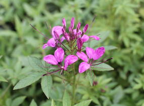 Luštěnice 'Clio Magenta' - Cleome hybrida 'Clio Magenta'