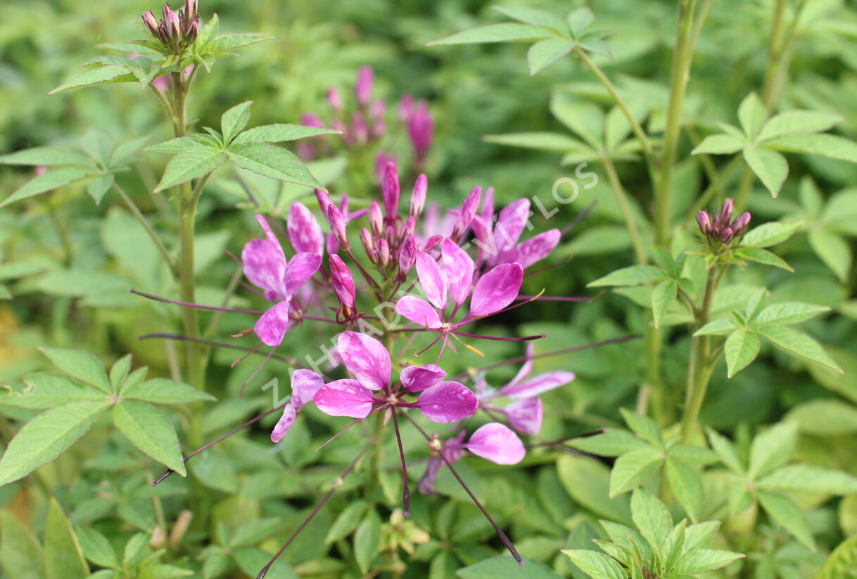 Luštěnice 'Clio Magenta' - Cleome hybrida 'Clio Magenta'