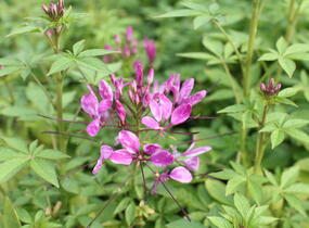 Luštěnice 'Clio Magenta' - Cleome hybrida 'Clio Magenta'
