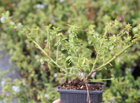 Latnatec kytkokvětý 'Blue Mound' - Ceanothus thyrsiflorus 'Blue Mound'