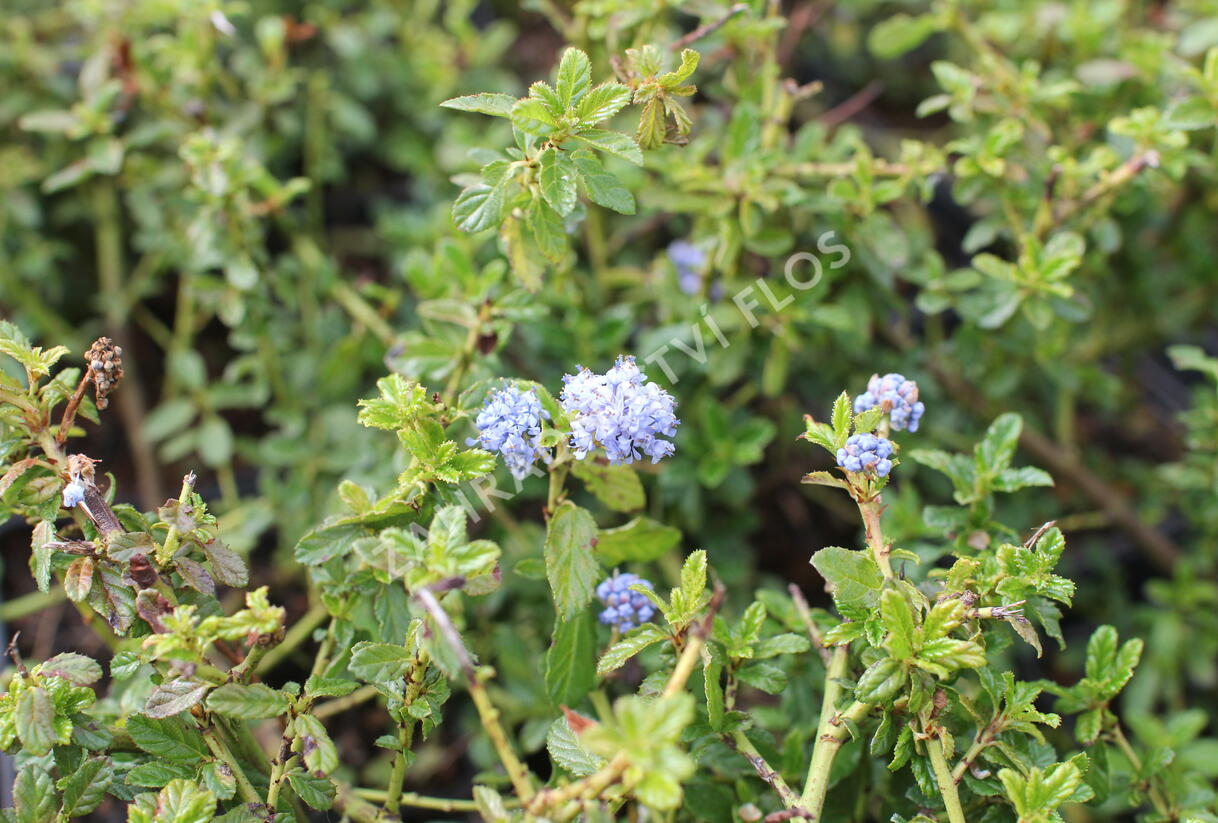 Latnatec kytkokvětý 'Blue Mound' - Ceanothus thyrsiflorus 'Blue Mound'