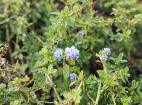 Latnatec kytkokvětý 'Blue Mound' - Ceanothus thyrsiflorus 'Blue Mound'