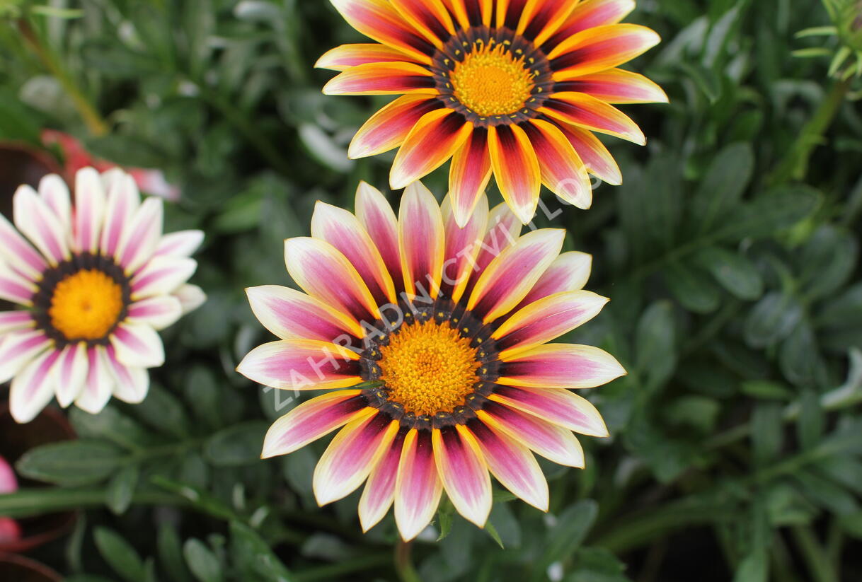 Gazánie zařivá 'Siesta White Flame' - Gazania rigens 'Siesta White Flame'