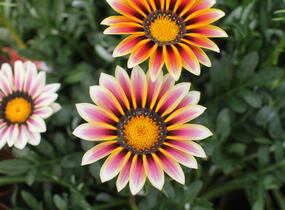 Gazánie zařivá 'Siesta White Flame' - Gazania rigens 'Siesta White Flame'