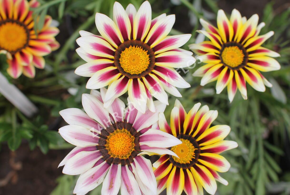 Gazánie zařivá 'Siesta White Flame' - Gazania rigens 'Siesta White Flame'