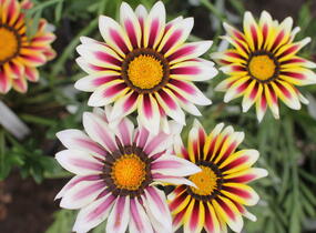 Gazánie zařivá 'Siesta White Flame' - Gazania rigens 'Siesta White Flame'