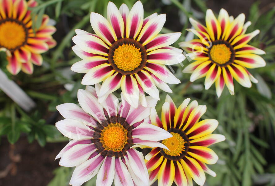 Gazánie zařivá 'Siesta White Flame' - Gazania rigens 'Siesta White Flame'