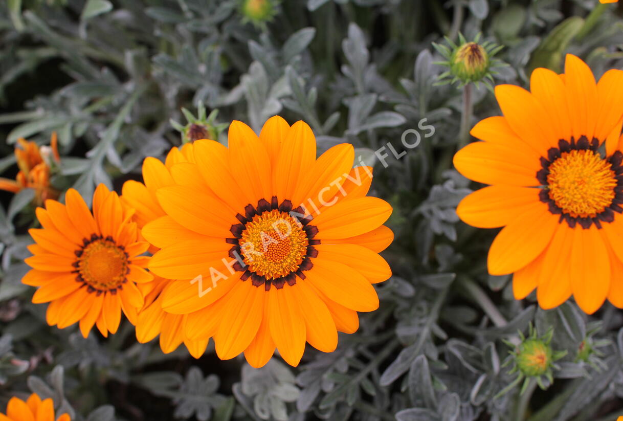 Gazánie zářivá 'Siesta Frosty Orange' - Gazania rigens 'Siesta Frosty Orange'
