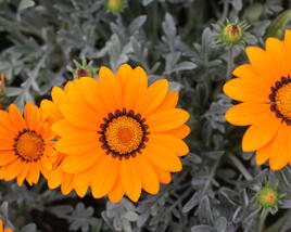 Gazánie zářivá 'Siesta Frosty Orange'