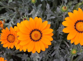 Gazánie zářivá 'Siesta Frosty Orange' - Gazania rigens 'Siesta Frosty Orange'