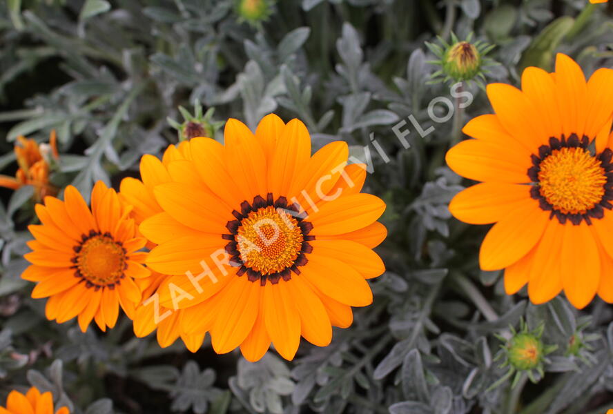 Gazánie zářivá 'Siesta Frosty Orange' - Gazania rigens 'Siesta Frosty Orange'