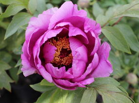 Pivoňka dřevitá 'Hanakisoi' - Paeonia suffruticosa 'Hanakisoi'