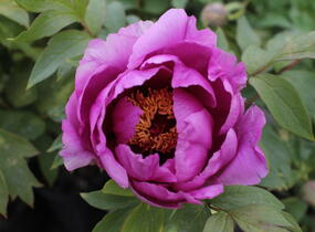 Pivoňka dřevitá 'Hanakisoi' - Paeonia suffruticosa 'Hanakisoi'