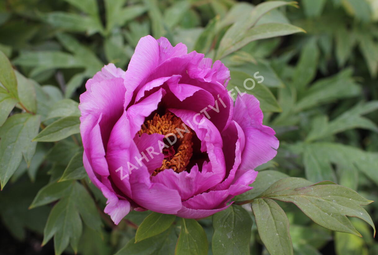 Pivoňka dřevitá 'Hanakisoi' - Paeonia suffruticosa 'Hanakisoi'