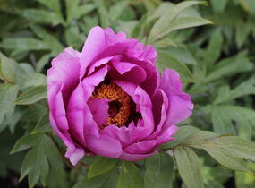 Pivoňka dřevitá 'Hanakisoi' - Paeonia suffruticosa 'Hanakisoi'