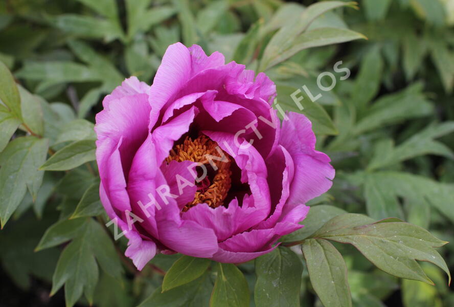 Pivoňka dřevitá 'Hanakisoi' - Paeonia suffruticosa 'Hanakisoi'