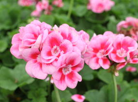Muškát, pelargonie páskatá 'Survior Idols Pink Mega Splash' - Pelargonium zonale 'Survior Idols Pink Mega Splash'
