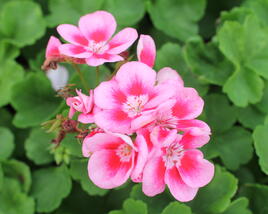 Muškát, pelargonie páskatá 'Survior Idols Pink Mega Splash'