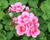 Muškát, pelargonie páskatá 'Survior Idols Pink Mega Splash'
