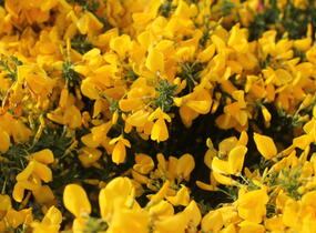 Čilimník 'Golden Sunlight' - Cytisus 'Golden Sunlight'
