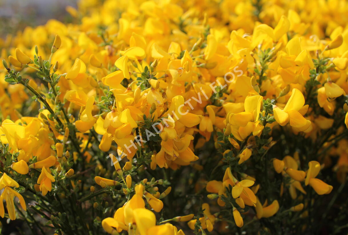Čilimník 'Golden Sunlight' - Cytisus 'Golden Sunlight'