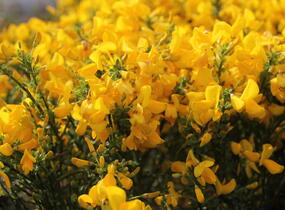 Čilimník 'Golden Sunlight' - Cytisus 'Golden Sunlight'