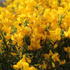 Cytisus 'Golden Sunlight'.JPG