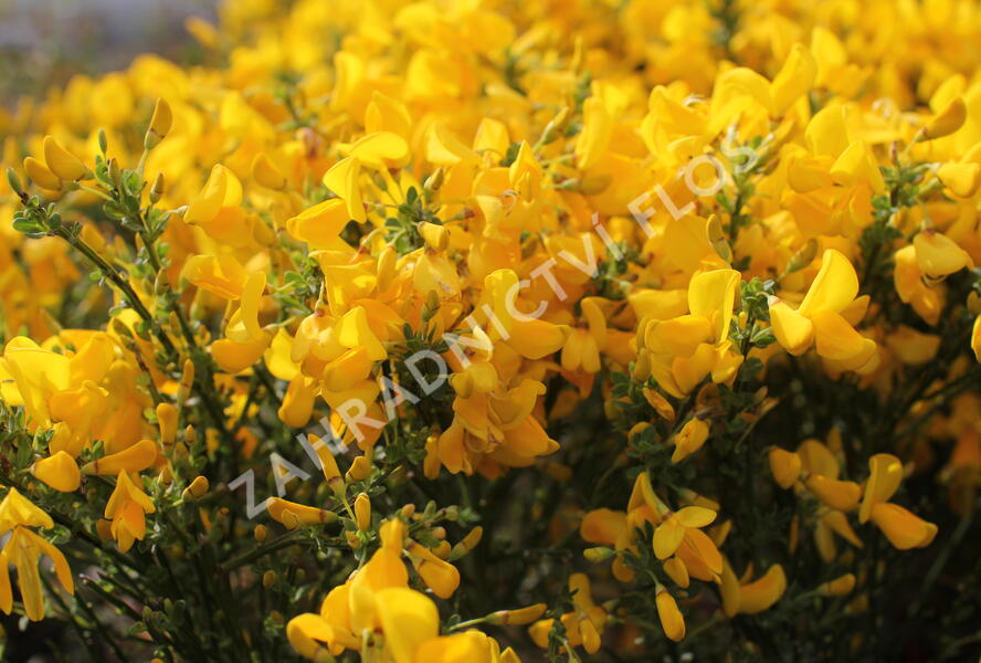 Čilimník 'Golden Sunlight' - Cytisus 'Golden Sunlight'