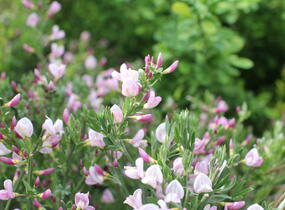 Čilimník 'Moyclare Pink' - Cytisus 'Moyclare Pink'