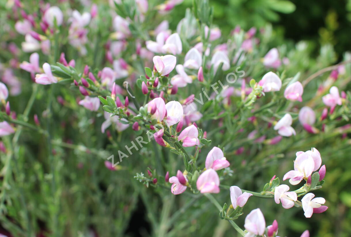 Čilimník 'Moyclare Pink' - Cytisus 'Moyclare Pink'