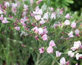 Čilimník 'Moyclare Pink'