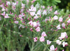 Čilimník 'Moyclare Pink' - Cytisus 'Moyclare Pink'