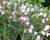 Čilimník 'Moyclare Pink'