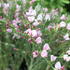 Cytisus 'Moyclare Pink'.JPG