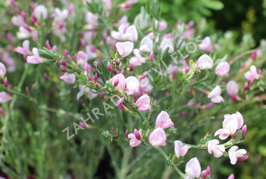 Čilimník 'Moyclare Pink' - Cytisus 'Moyclare Pink'