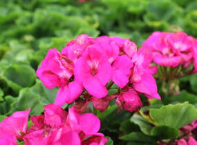 Muškát, pelargonie páskatá 'Survior Idols Blue' - Pelargonium zonale 'Survior Idols Blue'