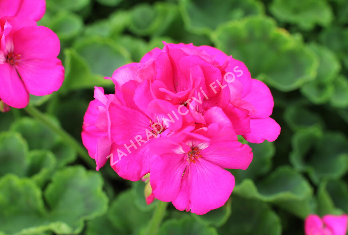 Muškát, pelargonie páskatá 'Survior Idols Blue' - Pelargonium zonale 'Survior Idols Blue'