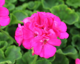 Muškát, pelargonie páskatá 'Survior Idols Blue'