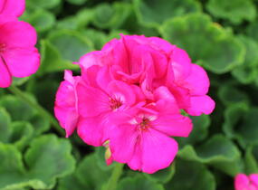 Muškát, pelargonie páskatá 'Survior Idols Blue' - Pelargonium zonale 'Survior Idols Blue'