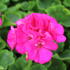 Pelargonium zonale 'Survior Idols Blue'_1.JPG
