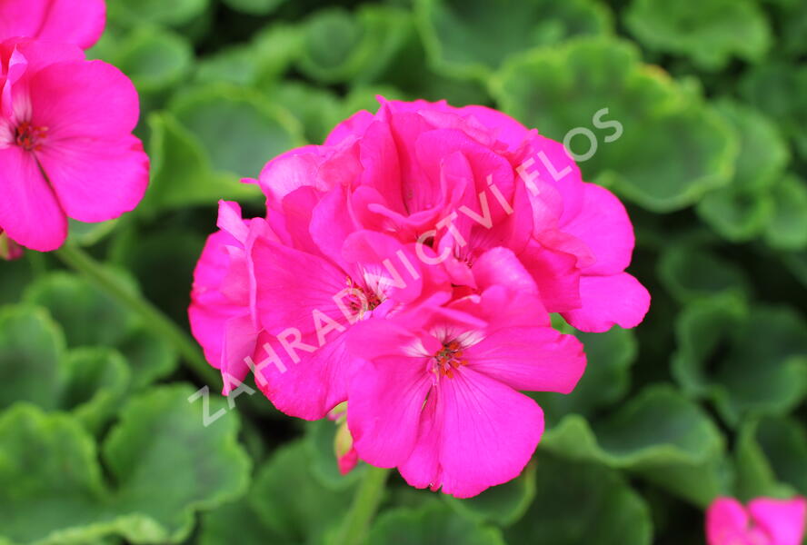 Muškát, pelargonie páskatá 'Survior Idols Blue' - Pelargonium zonale 'Survior Idols Blue'