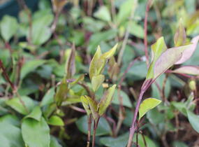 Ptačí zob japonský 'Green Century' - Ligustrum japonicum 'Green Century'