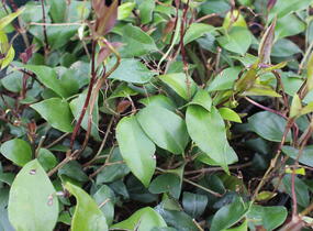 Ptačí zob japonský 'Green Century' - Ligustrum japonicum 'Green Century'