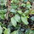 Ligustrum japonicum 'Green Century'.JPG
