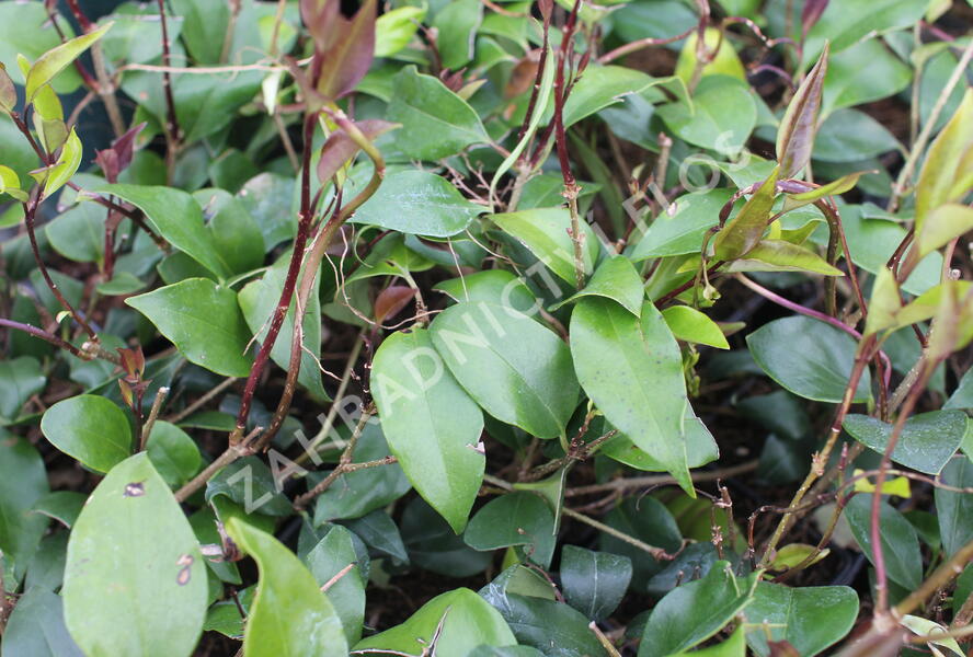 Ptačí zob japonský 'Green Century' - Ligustrum japonicum 'Green Century'