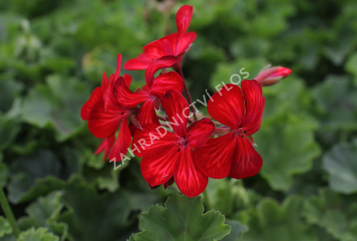 Muškát, pelargonie převislá jednoduchá 'Grand Idols Glory Days Red Orange Bicolor' - Pelargonium peltatum 'Grand Idols Glory Days Red Orange Bicolor'