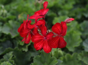Muškát, pelargonie převislá jednoduchá 'Grand Idols Glory Days Red Orange Bicolor' - Pelargonium peltatum 'Grand Idols Glory Days Red Orange Bicolor'