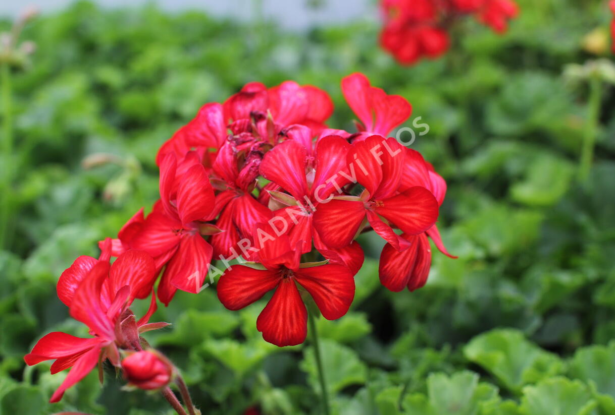 Muškát, pelargonie převislá jednoduchá 'Grand Idols Glory Days Red Orange Bicolor' - Pelargonium peltatum 'Grand Idols Glory Days Red Orange Bicolor'