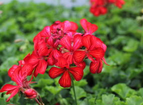 Muškát, pelargonie převislá jednoduchá 'Grand Idols Glory Days Red Orange Bicolor' - Pelargonium peltatum 'Grand Idols Glory Days Red Orange Bicolor'